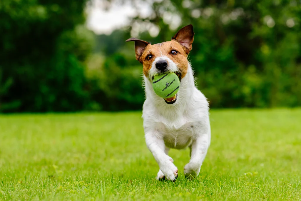Tennisball mit Quietscher und Gummirand, Grün, M, 6 cm – Dog Comets Neutron Star – Bild 3