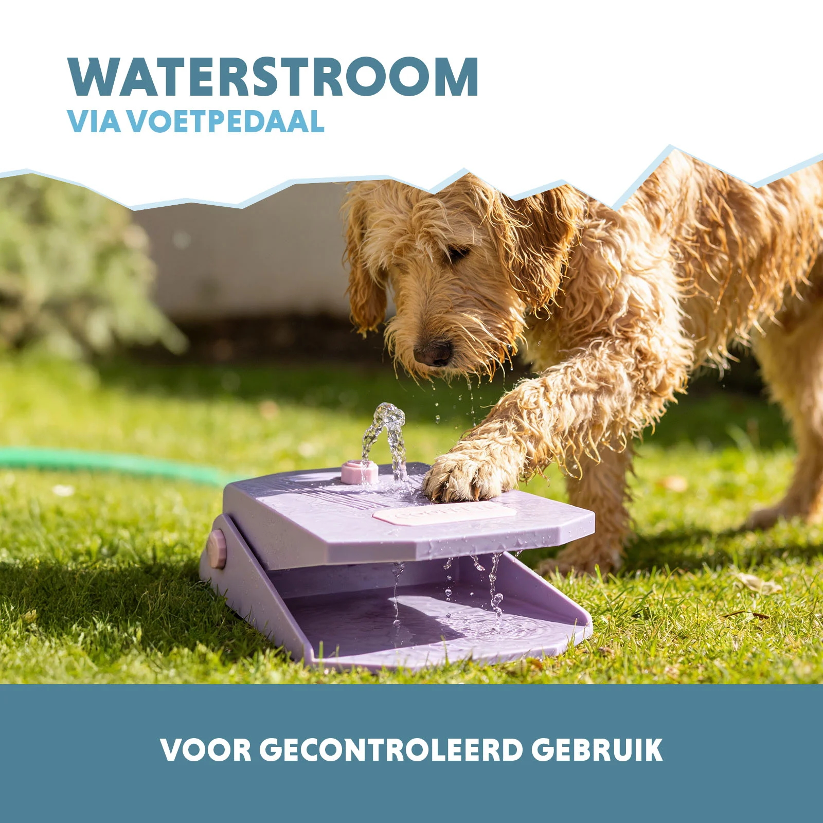 Trinkbrunnen mit Fußpedal und Gartenschlauchanschluss, Lila – Coolpets Splash Water Fountain – Bild 4