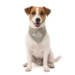 Kühlbandana für Hunde, Beige, S, 45 x 20 cm – Coolpets Cooling Bandana