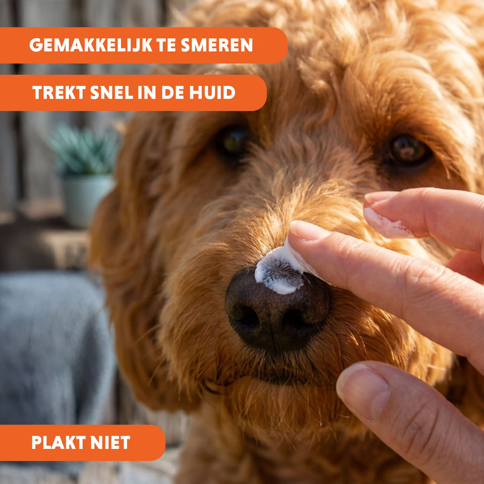 Sonnencreme für Hunde, SPF 30+, 150 g – Coolpets Sunblock Creme – Bild 5