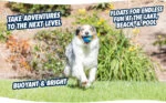Hundeball mit Quietscher aus Gummi L, ø 7 cm, 1 Stück – Chuckit! Ultra Squeaker Ball – Bild 5