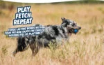 Hundeball aus Gummi mit Quietscher S, ø 5 cm, 2 Stück – Chuckit! Ultra Squeaker Ball – Bild 5