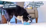 Schiebespielzeug für Hunde mit Quietscher, 18 x 14 cm – Chuckit! Indoor Super Slider – Bild 6