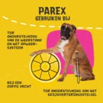 Hundesupplement mit Präbiotika in Krokettenform, 90 g – Excellent Pets Dog Parex – Bild 6