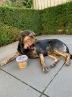 Hundesnack aus 100% ausgelassenem Pferdefett, ca. 350 g – Duo Dog Snack – Bild 3