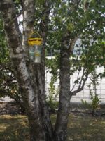 Fliegenfalle für draußen mit 40 g Lockstoff – Flybuster Garden Trap – Bild 5