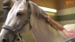 Glanzspray für Pferdemähne und Schweif, entwirrend, 250 ml – Paardenpraat TV Glanzspray – Bild 2