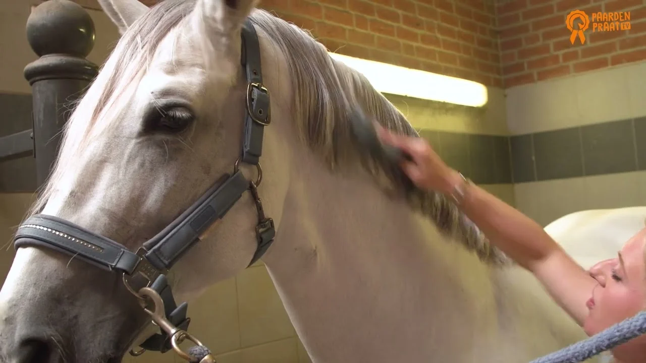 Glanzspray für Pferdemähne und Schweif, entwirrend, 250 ml – Paardenpraat TV Glanzspray – Bild 2