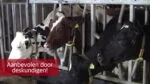 Calciumtrunk für Milchkühe rund um das Abkalben – Excellent Calbal Plus – Bild 2