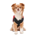 Hundemantel mit Plüschfutter und wasserabweisendem Obermaterial, Größe XXS, Rot und Schwarz – Goo-eez Mock Neck Signature Wrap Jacket – Bild 5