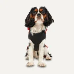 Fleece Hundehoodie mit Plüschfutter, Größe XL, Rot und Schwarz – Goo-eez Kangaroo Fleece Hoodie – Bild 2