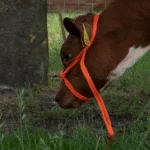 Verstellbares Rinderhalfter aus geflochtenem Nylon für Kälber, Orange – Excellent – Bild 3