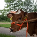 Verstellbares Rinderhalfter aus geflochtenem Nylon für Kälber, Orange – Excellent – Bild 2