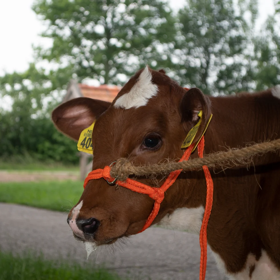 Verstellbares Rinderhalfter aus geflochtenem Nylon für Kälber, Orange – Excellent – Bild 2