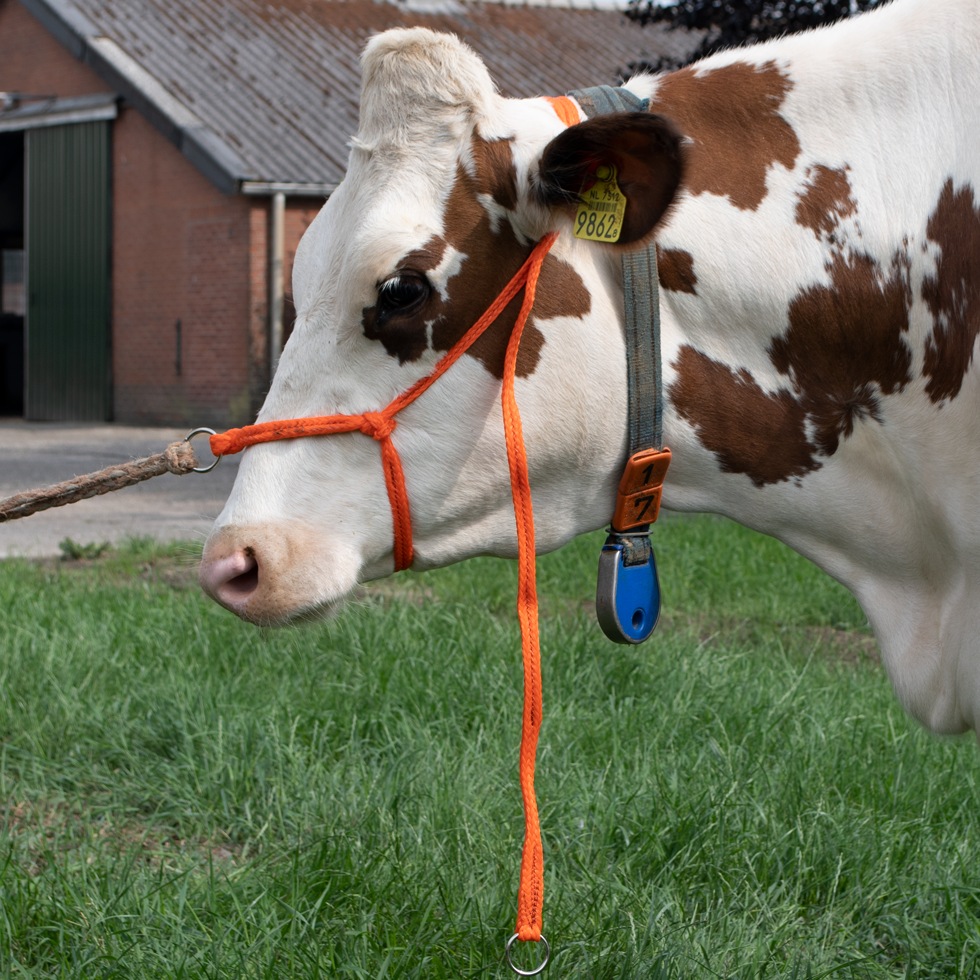 Runderhalster voor Grote Koeien van Gevlochten Nylon, Verstelbaar, Oranje – Excellent Rinderhalfter für große Kühe aus geflochtenem Nylon, verstellbar, orange – Excellent