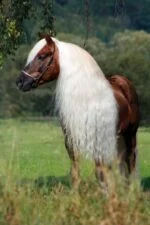 Mähnenspray für Mähne und Schweif, entwirrend, 500 ml – Excellent Horse Hi Gloss Spray – Bild 4