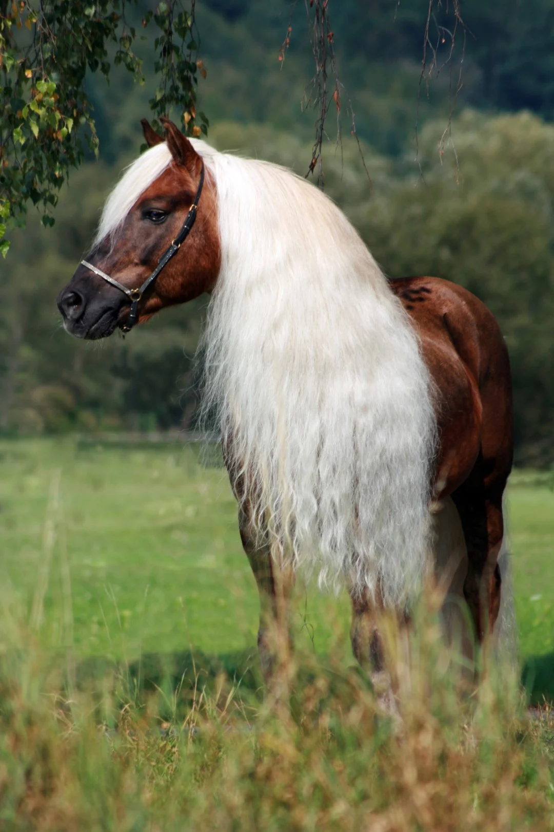 Mähnenspray für Mähne und Schweif, entwirrend, 500 ml – Excellent Horse Hi Gloss Spray – Bild 4