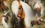 Mähnenspray für Mähne und Schweif, entwirrend, 500 ml – Excellent Horse Hi Gloss Spray – Bild 3