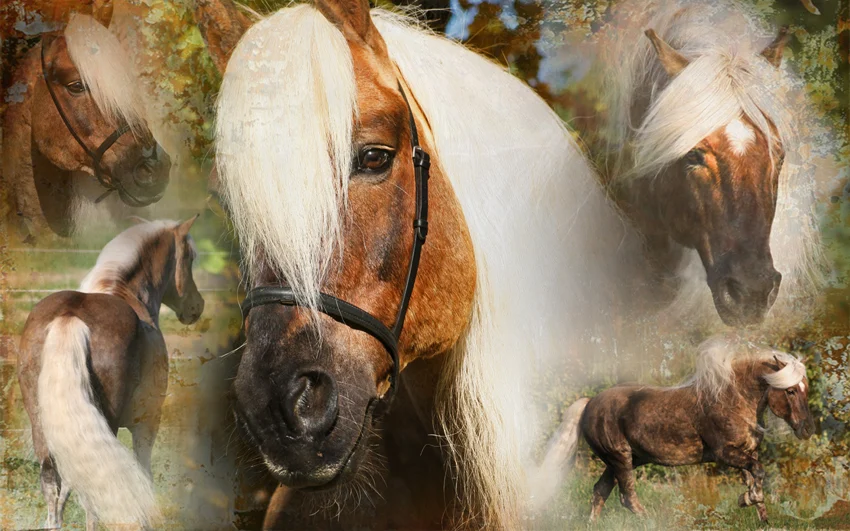 Mähnenspray für Mähne und Schweif, entwirrend, 500 ml – Excellent Horse Hi Gloss Spray – Bild 3