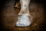 Silberner Glitzerhuflack, 150 ml – Excellent Horse Hi Gloss Glitter Hoof Polish – Bild 2