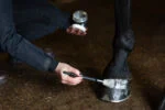 Silberner Glitzerhuflack, 150 ml – Excellent Horse Hi Gloss Glitter Hoof Polish – Bild 3