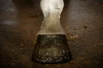 Glitzerhuflack Gold, 150 ml – Excellent Horse Hi Gloss Glitter Hoof Polish – Bild 2
