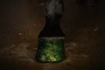 Glitzerhuflack Grün, 150 ml – Excellent Horse Hi Gloss Glitter Hoof Polish – Bild 2