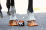 Glitzer Huflack Orange, 150 ml – Excellent Horse Hi Gloss Glitter Hoof Polish – Bild 3