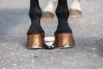 Glitzer Huflack Orange, 150 ml – Excellent Horse Hi Gloss Glitter Hoof Polish – Bild 2
