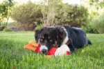 Hundespielzeug aus Feuerwehrschlauch, S – Hozies Jeffrey Jungle – Bild 5