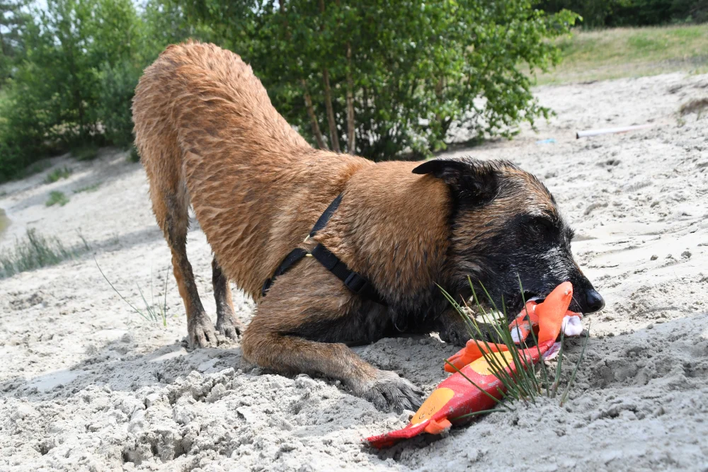 Hundespielzeug aus Feuerwehrschlauch, S – Hozies Jeffrey Jungle – Bild 3