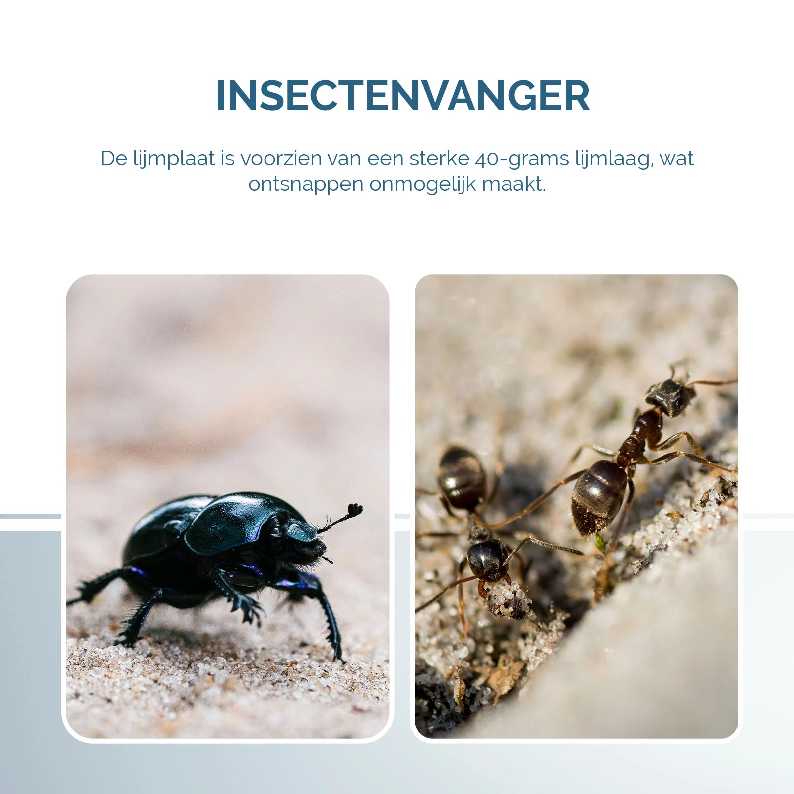 Insektenklebeplatte in Buchform, Schwarz, 22 x 17 cm – Hofman Pest Control – Bild 5