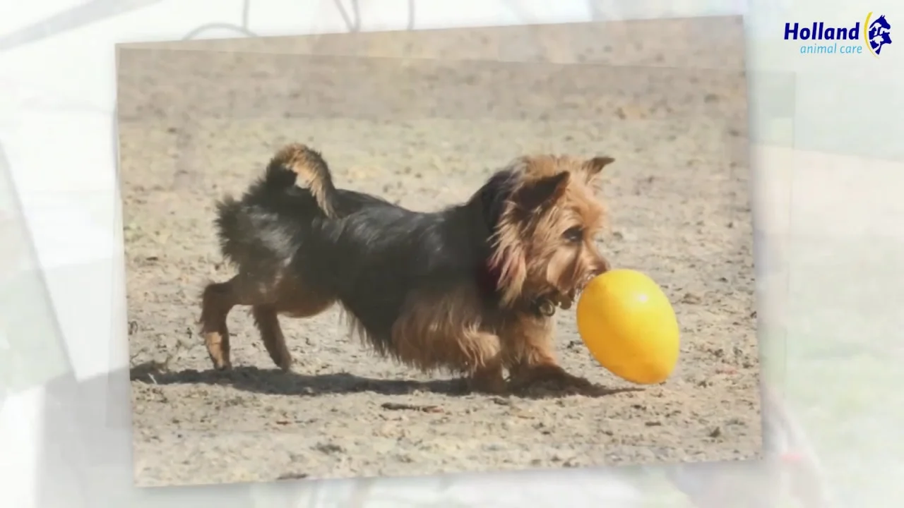 Hundespielzeug aus Kunststoff, Lila, 30 cm – Jolly Pets Egg – Bild 5