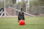 Apportierball für Hunde, Orange, 15 cm – Jolly Pets Jolly Soccer Ball – Bild 3