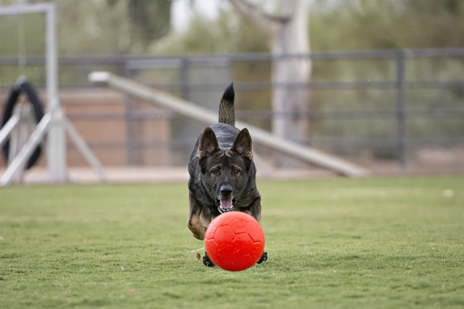 Apportierball für Hunde, Orange, 15 cm – Jolly Pets Jolly Soccer Ball – Bild 3