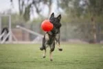 Apportierball für Hunde, Orange, 15 cm – Jolly Pets Jolly Soccer Ball – Bild 5