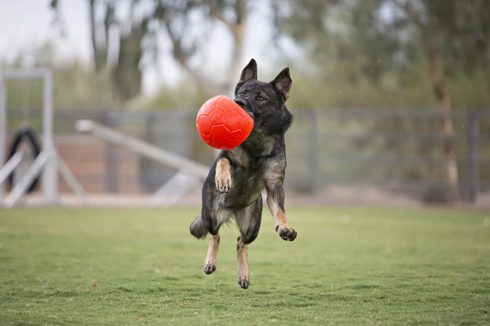 Apportierball für Hunde, Orange, 15 cm – Jolly Pets Jolly Soccer Ball – Bild 5