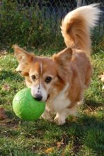 Hundeball zum Apportieren, Grün, 15 cm – Jolly Pets Jolly Soccer Ball – Bild 4