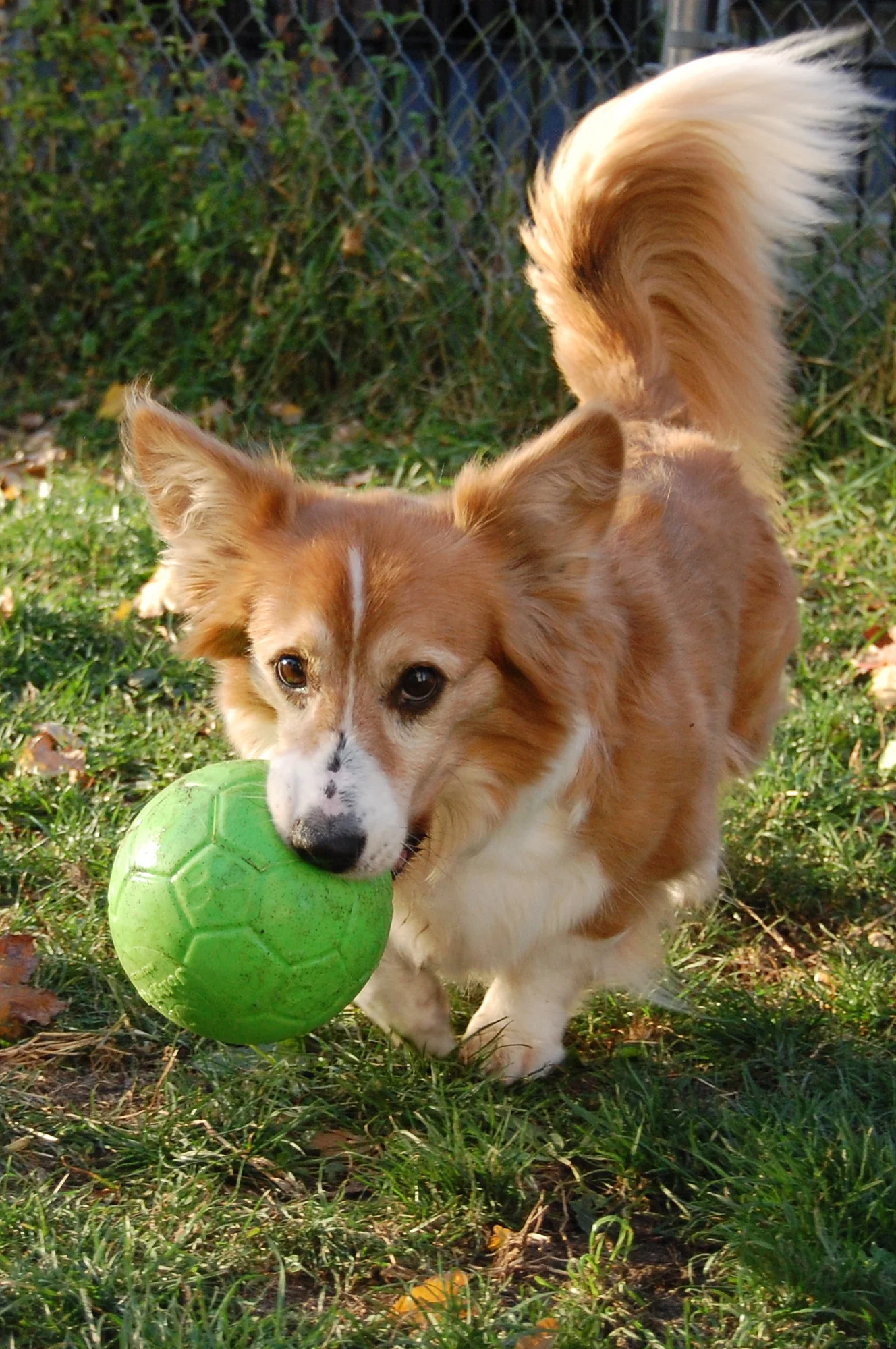 Hundeball zum Apportieren, Grün, 15 cm – Jolly Pets Jolly Soccer Ball – Bild 4