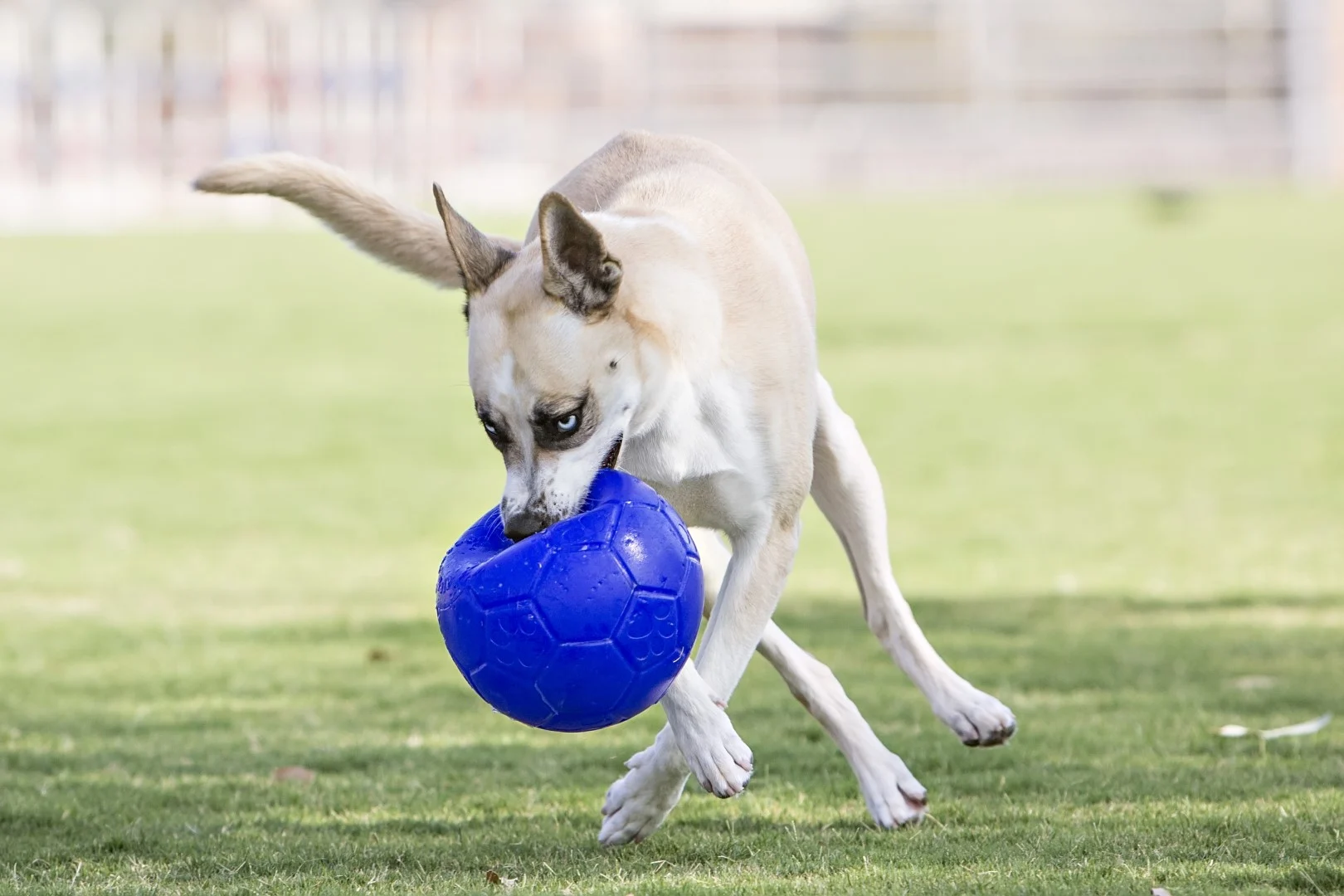 Hundeball zum Apportieren, Hellblau, 15 cm – Jolly Pets Jolly Soccer Ball – Bild 4