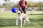 Hundeball zum Apportieren, Hellblau, 15 cm – Jolly Pets Jolly Soccer Ball – Bild 5
