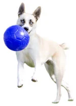 Hundeball zum Apportieren, Hellblau, 15 cm – Jolly Pets Jolly Soccer Ball – Bild 6