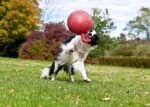 Schwimmender Hundeball Rot M (15 cm) – Jolly Pets Tug-n-Toss – Bild 3