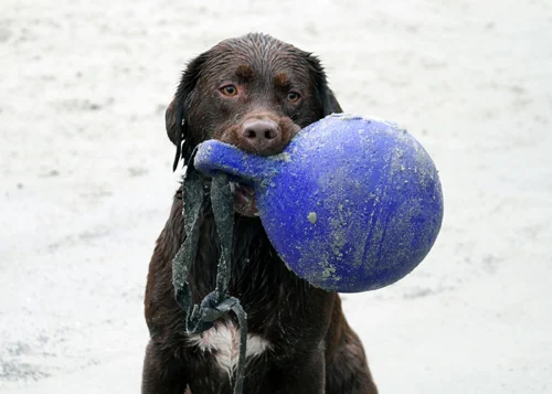 Schwimmender Hundeball Rot M (15 cm) – Jolly Pets Tug-n-Toss – Bild 5