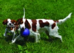 Hundeball mit Seil, schwimmfähig, blau, S (10 cm) – Jolly Pets Romp-n-Roll – Bild 4