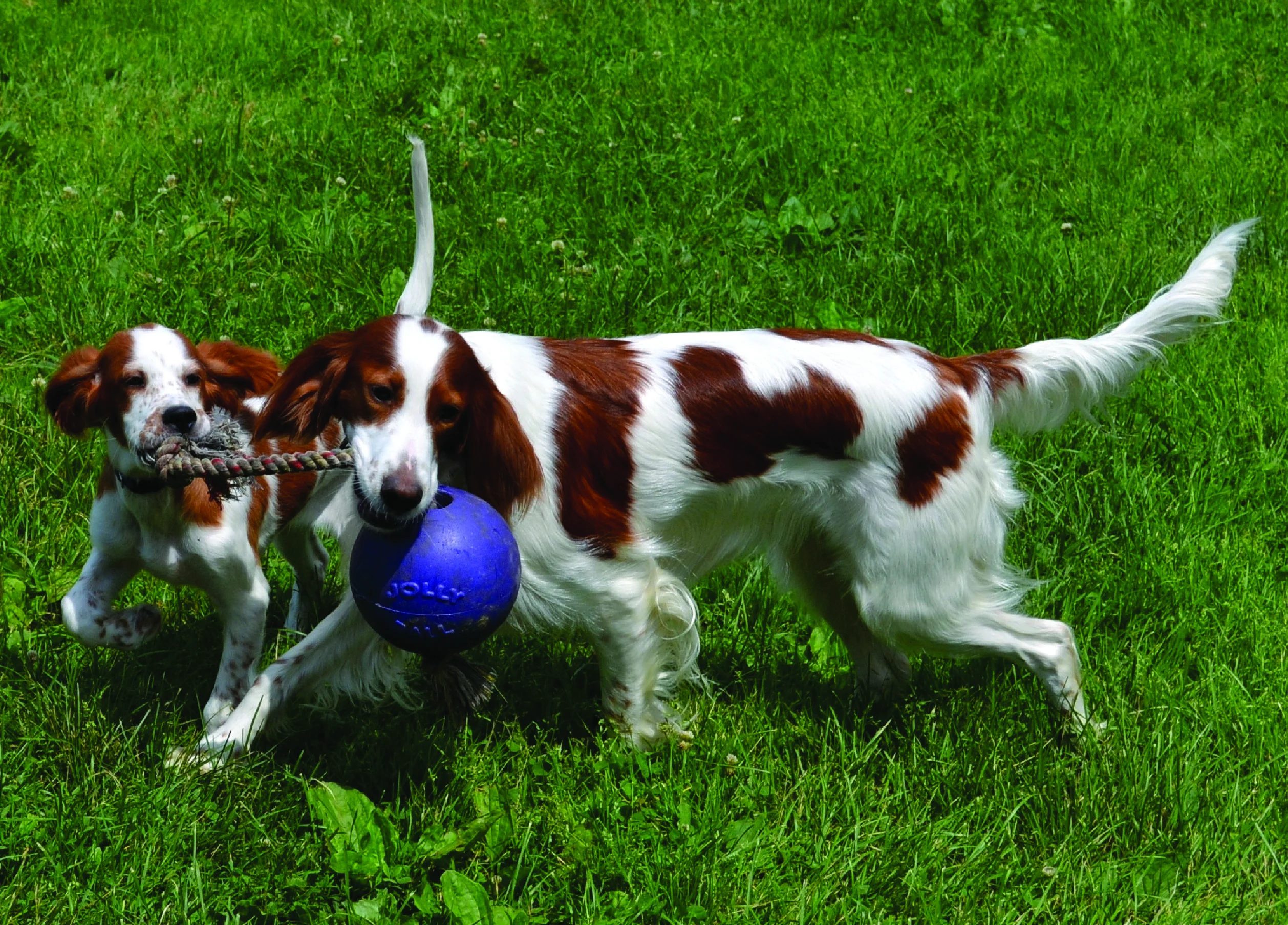 Hundeball mit Seil, schwimmfähig, blau, S (10 cm) – Jolly Pets Romp-n-Roll – Bild 4