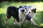 Hundeball mit Seil, schwimmfähig, blau, S (10 cm) – Jolly Pets Romp-n-Roll – Bild 5