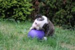 Hundespielzeug aus Kunststoff, Lila, 20 cm – Jolly Pets Egg – Bild 3
