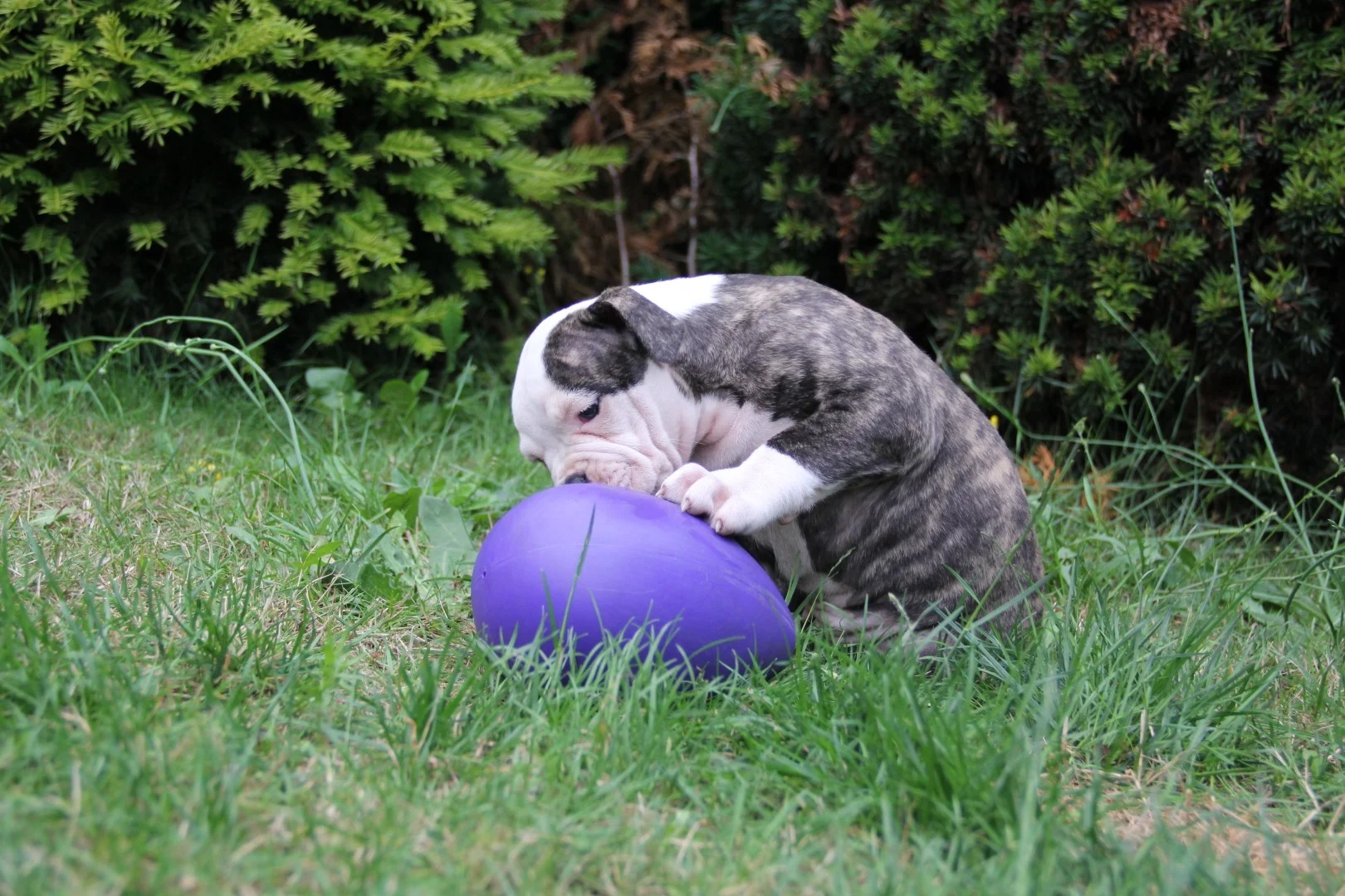 Hundespielzeug aus Kunststoff, Lila, 20 cm – Jolly Pets Egg – Bild 4