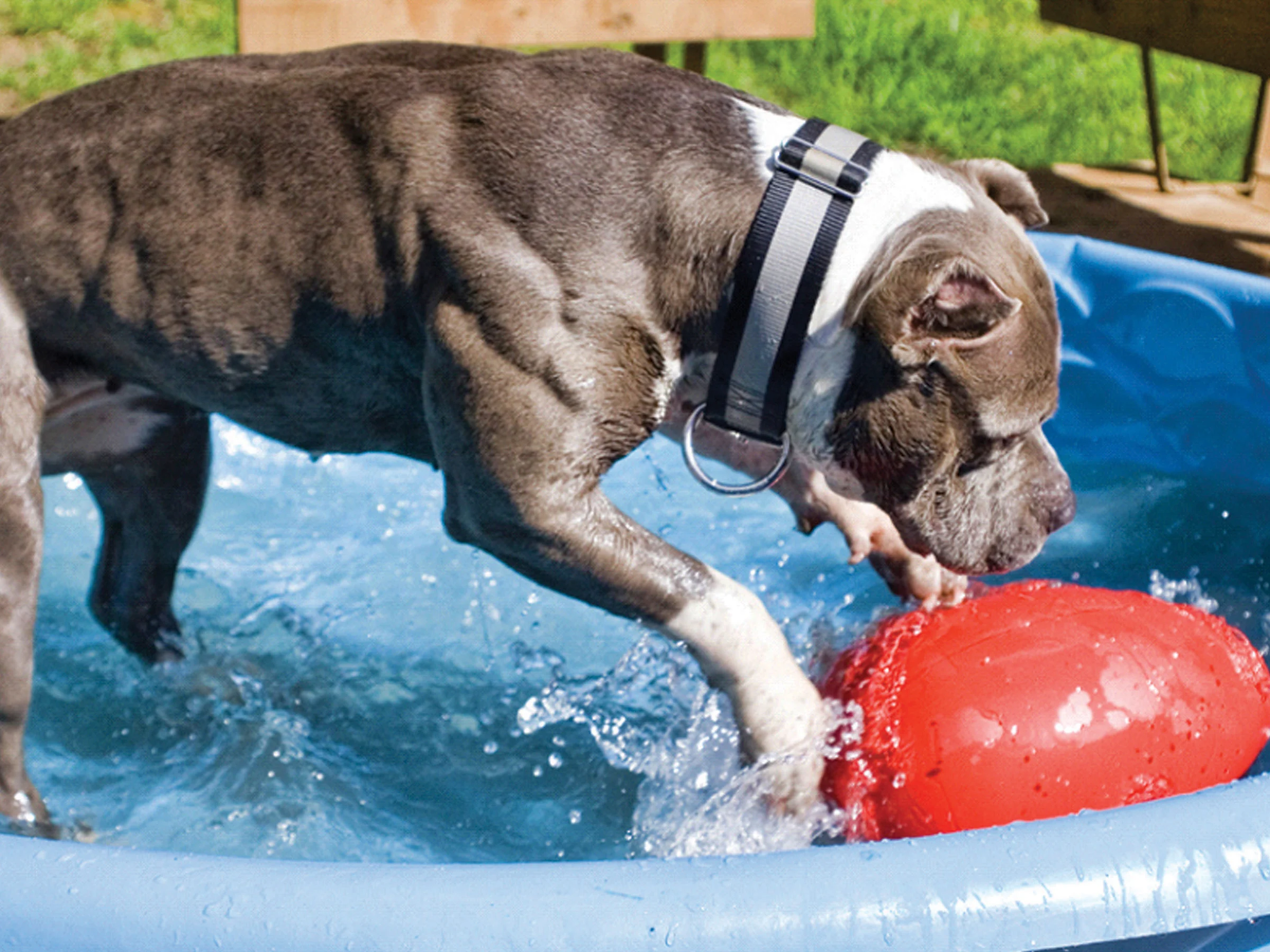 Hundespielzeug aus Kunststoff, Lila, 20 cm – Jolly Pets Egg – Bild 5